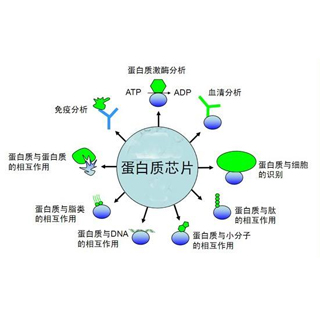 蛋白芯片定制檢測服務