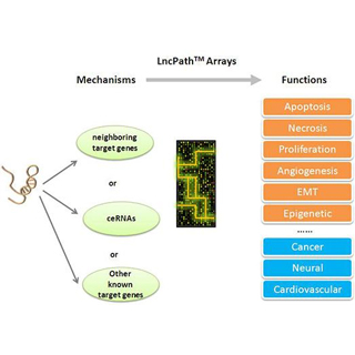 LncRNA芯片定制檢測服務(wù)